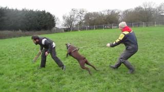 Full KICHE K9 TRAINING: Ares, dobermann male. Muzzle work training. News
