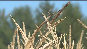 New Springfield Maze Craze opens for season