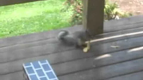 Baby Squirrel at my Door