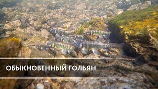 Обыкновенный гольян (Common minnow) Обыкновенный гольян (Common minnow)