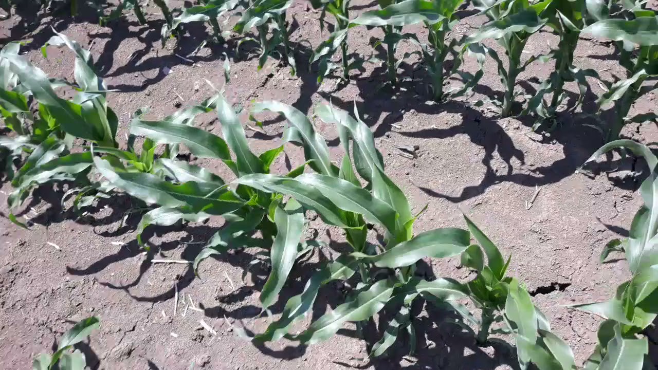 Kukuruz 2021.Kontrola nakon Hirošime.Mesec dana od tretmana.