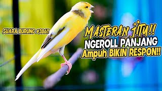 SUARA BURUNG |386| Kenari GACOR PANJANG INI Cocok untuk Masteran KENARI PAUD dan Kenari Macet BUNYI