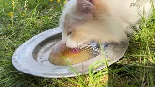 Cat ice cream by Fjärilflickans 134 views 10 months ago 22 seconds