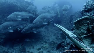 Spearfishing – Mulloway Misadventures 5