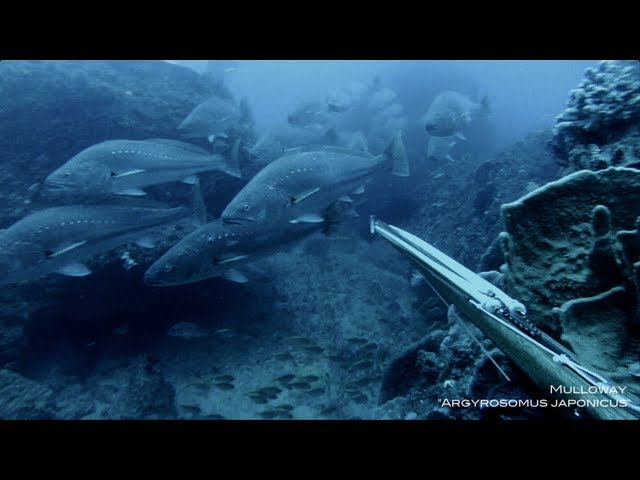 Spearfishing – Mulloway Misadventures 5