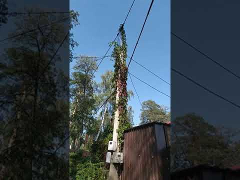 жара +31 на