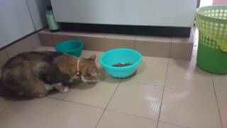 My Bubbly Overweight Cat Eating In Small Portions Dry Food. The Calorie Counting Cat.