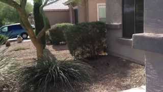 Home for Rent in Surprise - 13595 W COUNTRY GABLES DR Surprise
