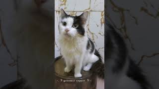 grooming mainecoone #cute #mainecoon #kucingcomel #kucing