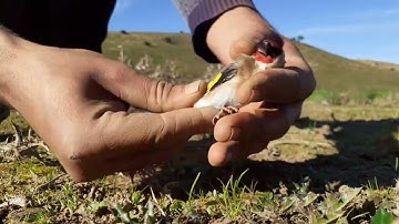 CAPTURE of GOLDFINCHES with NETS in MOROCCO 🐦🎥