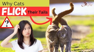 Mysterious Language of Cats: The Truth About Why They Flick Their Tails