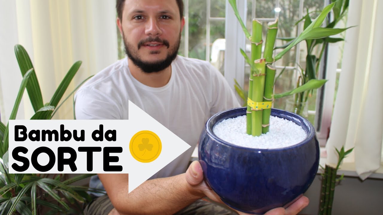 Plantas para ter em casa: bambu-da-sorte, start da felicidade