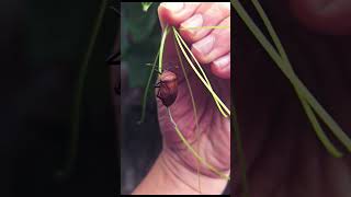 exotic food "stink bug" or "rees/tarri" laying eggs
