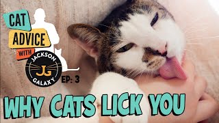Why Do Cats Lick You? Is it Obsession or Affection?