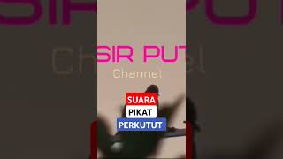 perkutut pikat ampuh, #suarapikatperkutut #perkututlokal #perkututpikat #perkututgacor