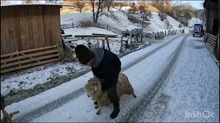 OILE BĂLE A DL VASILE NEAMȚ DIN LOC STRAMBA .BISTRITA-NĂSĂUD.O GOSPODĂRIE FRUMOASĂ