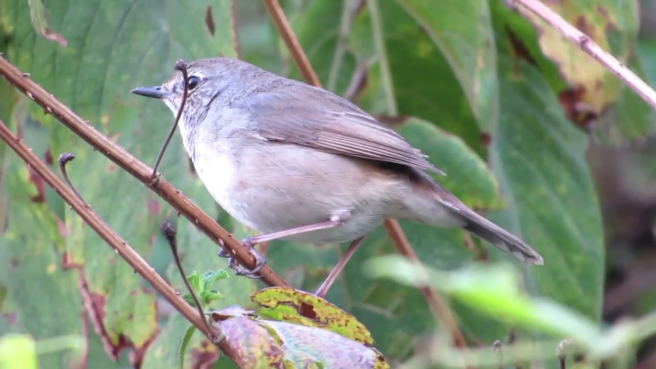 पश्चिम हिमालयी बुश वार्बलर West Himalayan bush  warbler