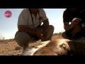 SPRINGBUCKS EN NAMIBIA CON DEONISSAFARIS E IBERALIA vers corta