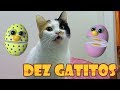 Dez Gatitos música infantil homenagem clone - Amigovos - desenho animado gatinhos😽😸