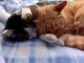 【猫のうで枕で寝ている猫】 Cat sleeping on a pillow arms cat