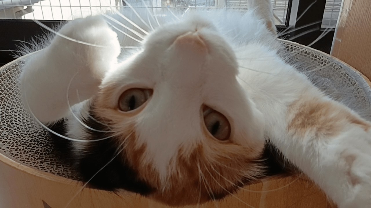 電池切れ寸前のハニちゃん