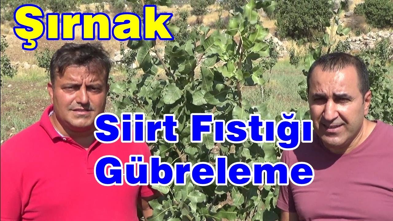 Şırnak Siirt Fıstığı Yetiştiriciliği - Siirt Fıstığında Rekor Gelişim Gübresi Sonuçları - Gübreleme