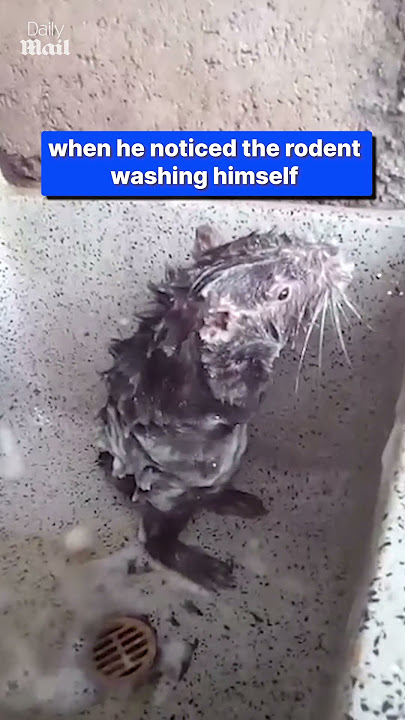 Tikus yang mengesankan mandi seperti manusia