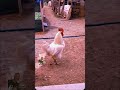 What Came First the Chicken or..?🤣🤣 #viralvideoshorts #chickenpart #funnyvideos