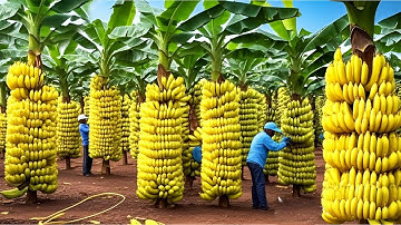 Advanced banana growing techniques increase fruit yield, bringing high economic efficiency.