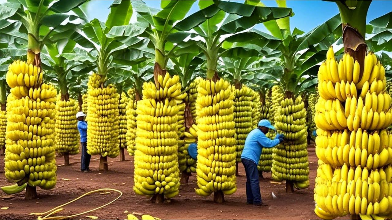 Advanced banana growing techniques increase fruit yield, bringing high economic efficiency.