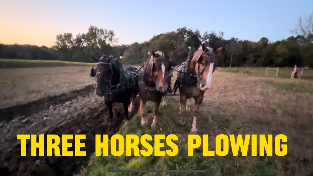 Пашу на трёх лошадях. Нелегко ехать.