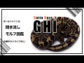 ボールパイソンの聞き流し モルフ図鑑 GHI