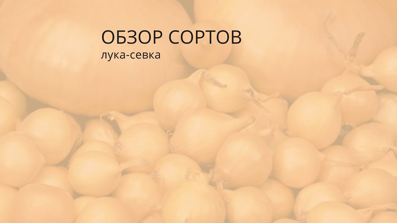 Как выбрать тот самый сорт лука-севка, чтобы урожай, вкус, и даже цвет - оправдал ожидания?