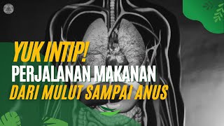 Inilah Perjalanan Makanan Tubuh Kita Dari Mulut Hingga