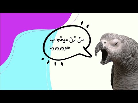 تصویری: ویدیوی خنده دار که طوطی فریاد می زند 