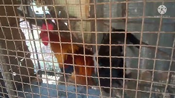 qaib dib qua daig thiab noob qaib qus qua zoo heev 2022