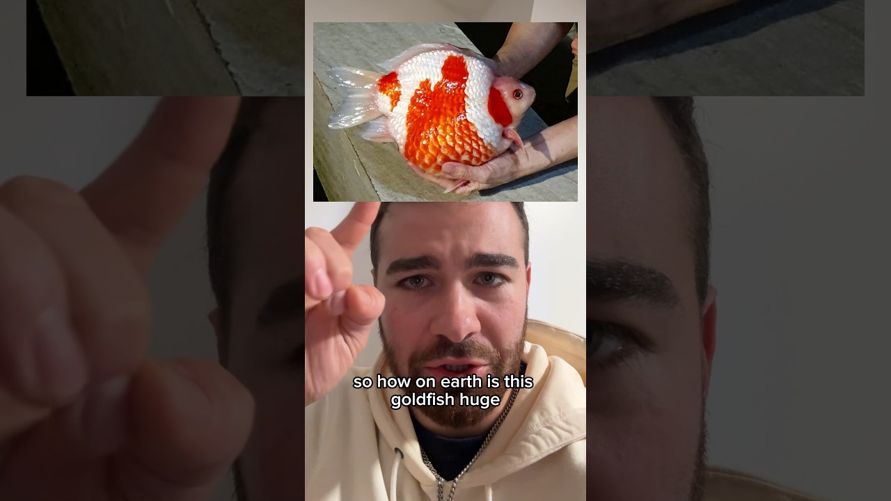 The world’s LARGEST goldfish