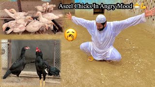 Aseel Chicks In Angry Mood 🐣💪 | Aseel Setup & Care