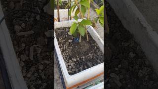 water drip irrigation system #ihavethisthingwithplants #fruit