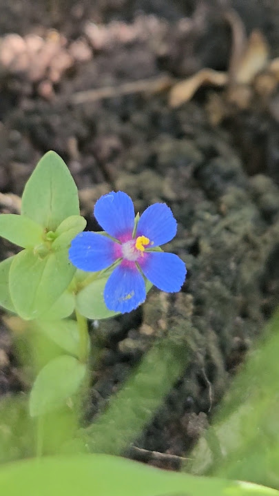 Tiny Beutiful 🪻Blue Flower 🪻🍀  Voice of Nature