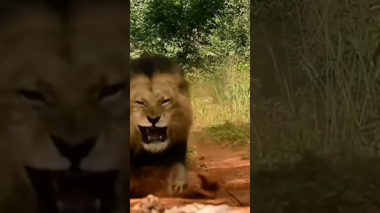 agressive king babbar sher