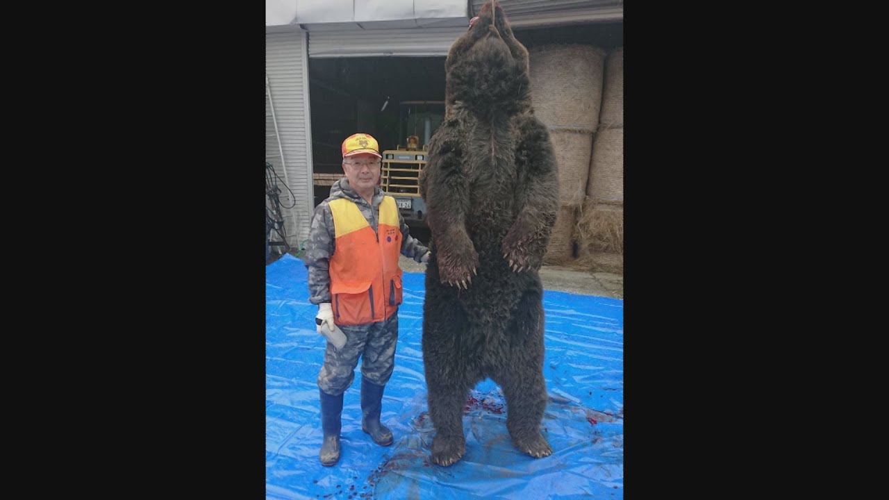 体重３００キロ超 オスの巨大ヒグマ捕獲 北海道積丹町 Htb北海道ニュース Youtube