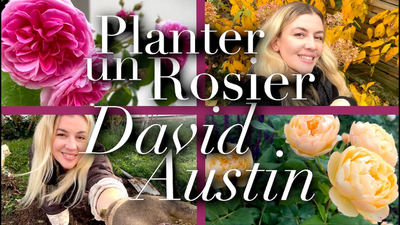 PLANTER UN ROSIER DAVID AUSTIN EN RACINES NUES ET HIVERNER LES GÉRANIUMS