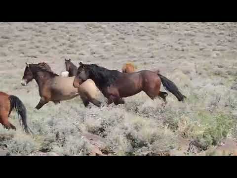 صراع الخيول البرية