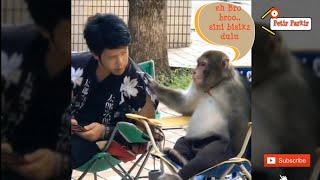 Download Lagu 🤣🤣🤣 Inilah Jadinya jika Manusia dan Monyet Saling bicara MP3