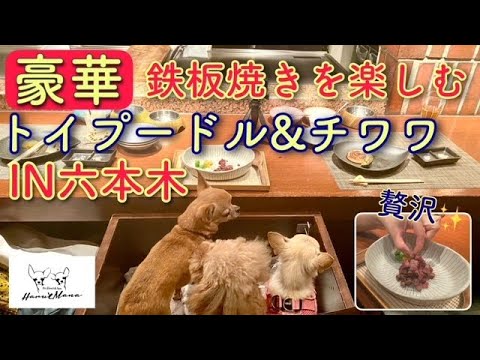 六本木で犬と鉄板焼きが食べれる⁉ペットファーストなレストランが最高すぎた！【№155】