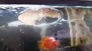 Diy simple.fish feeder ring