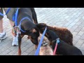 What Makes a Doberman Pinscher Unique? : Dog Care Info What Makes a Doberman Pinscher Unique? : Dog Care Info
