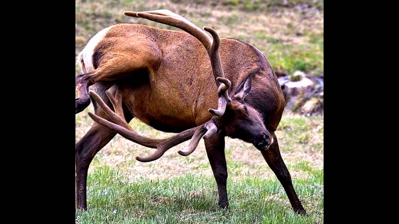 Картинка самолайк слон