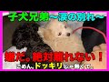 【お別れの日】弟よ元気でね。